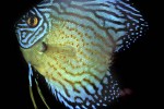 symphysodon aequifasciatus redspotted royal blue symphysodon aequifasciatus redspotted royal blue