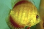 symphysodon aequifasciatus san merah solid red symphysodon aequifasciatus san merah solid red