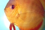 symphysodon aequifasciatus san merah solid red symphysodon aequifasciatus san merah solid red