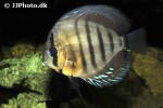 symphysodon aequifasciatus santarem symphysodon aequifasciatus santarem