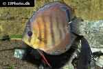 symphysodon aequifasciatus santarem symphysodon aequifasciatus santarem