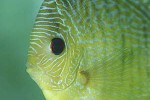 symphysodon aequifasciatus snakeskin symphysodon aequifasciatus snakeskin