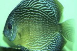 symphysodon aequifasciatus snakeskin symphysodon aequifasciatus snakeskin