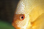 symphysodon aequifasciatus snakeskin symphysodon aequifasciatus snakeskin