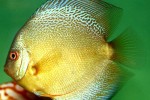 symphysodon aequifasciatus snakeskin symphysodon aequifasciatus snakeskin