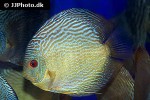 symphysodon aequifasciatus snakeskin symphysodon aequifasciatus snakeskin