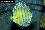 symphysodon aequifasciatus tefe green symphysodon aequifasciatus tefe green