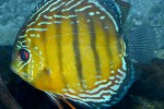 symphysodon aequifasciatus tefe green symphysodon aequifasciatus tefe green