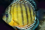 symphysodon aequifasciatus tefe green symphysodon aequifasciatus tefe green