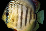 symphysodon aequifasciatus turquoise tomato symphysodon aequifasciatus turquoise tomato