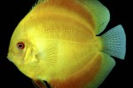 symphysodon aequifasciatus velvet sun symphysodon aequifasciatus velvet sun