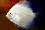 symphysodon aequifasciatus white melon symphysodon aequifasciatus white melon