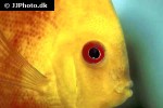 symphysodon aequifasciatus yellowface marlboro symphysodon aequifasciatus yellowface marlboro