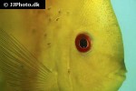 symphysodon aequifasciatus yellowface marlboro symphysodon aequifasciatus yellowface marlboro
