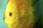 symphysodon aequifasciatus yellowface marlboro symphysodon aequifasciatus yellowface marlboro