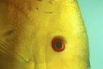 symphysodon aequifasciatus yellowface marlboro symphysodon aequifasciatus yellowface marlboro