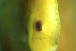 symphysodon aequifasciatus yellowface marlboro symphysodon aequifasciatus yellowface marlboro