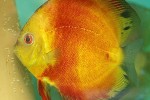 symphysodon aequifasciatus yellowface marlboro symphysodon aequifasciatus yellowface marlboro