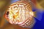 symphysodon aequifasciatus zebra symphysodon aequifasciatus zebra