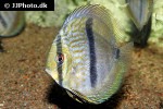 symphysodon discus symphysodon discus