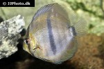 symphysodon discus symphysodon discus