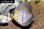 symphysodon discus symphysodon discus