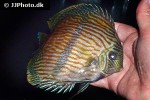 symphysodon discus symphysodon discus