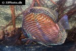 symphysodon discus symphysodon discus