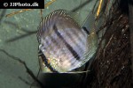 symphysodon discus symphysodon discus