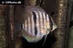 symphysodon discus symphysodon discus