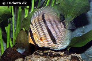 South America - Discus