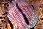 symphysodon discus symphysodon discus