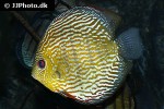symphysodon haraldi symphysodon haraldi