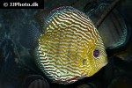 symphysodon haraldi symphysodon haraldi