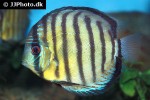 symphysodon tarzoo symphysodon tarzoo