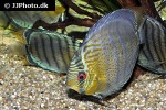 symphysodon tarzoo symphysodon tarzoo