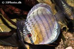 symphysodon tarzoo symphysodon tarzoo