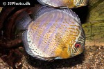 symphysodon tarzoo symphysodon tarzoo