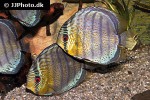 symphysodon tarzoo symphysodon tarzoo