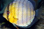 symphysodon tarzoo symphysodon tarzoo