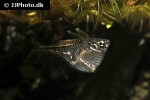 carnegiella marthae carnegiella marthae