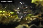 carnegiella marthae carnegiella marthae