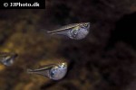 carnegiella myersi carnegiella myersi