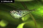 carnegiella myersi carnegiella myersi