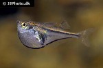 carnegiella myersi carnegiella myersi