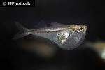carnegiella myersi carnegiella myersi