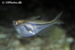 carnegiella myersi carnegiella myersi
