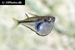 carnegiella myersi carnegiella myersi