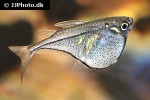 carnegiella scherei carnegiella scherei