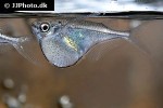 carnegiella scherei carnegiella scherei